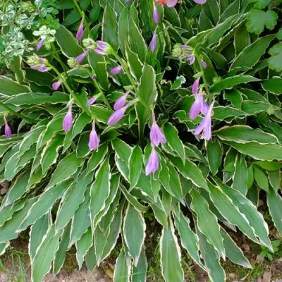 Хоста СТИЛЕТТО гибридная в Горках