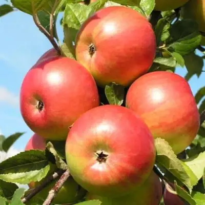 Яблоня ФРИДОМ в Горках