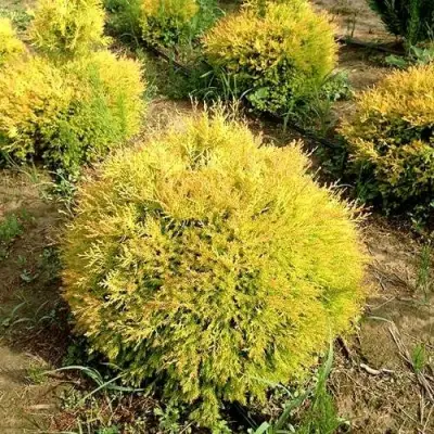 Туя ГЛОБОЗА АУРЕА западная в Горках