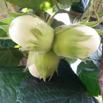 Фундук ЮННАТ в Горках