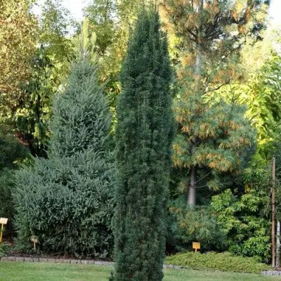 Тис ВОЙТЕК средний  в Горках