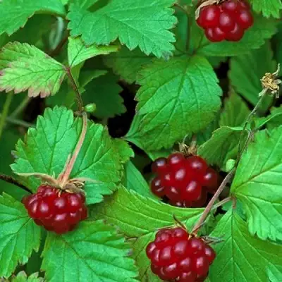 Княженика АУРА в Горках