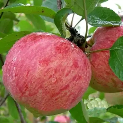 Яблоня ШТРИФЕЛЬ в Горках