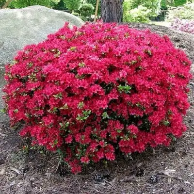 Азалия КАНЗОНЕТТА японская в Горках