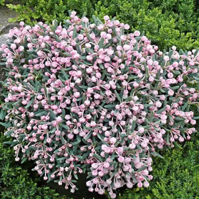 Андромеда БЛЮ АЙС многолистная   в Горках