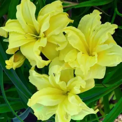 Лилейник ДАБЛ РИВЕР ВАЙ гибридный в Горках