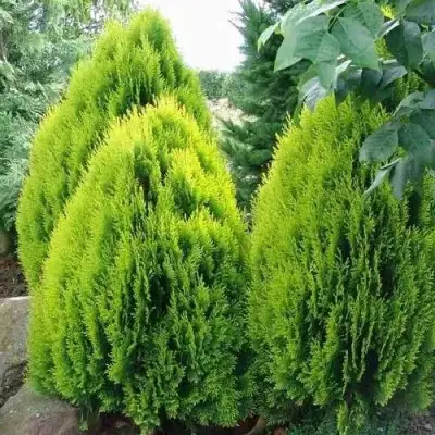 Туя восточная в Горках