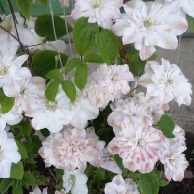 Клематис ИННОСЕНТ БЛАШ в Горках