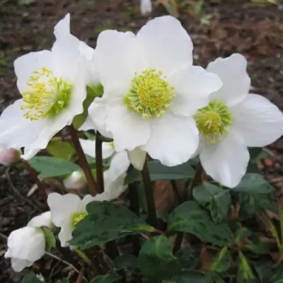 Морозник ЧЕРНЫЙ в Горках