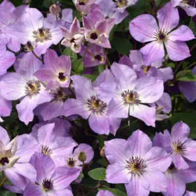 Клематис МОНИНГ СКАЙ в Горках