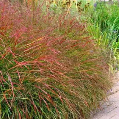 Просо ШЕНАНДО прутьевидное в Горках