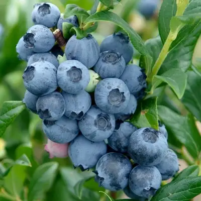 Голубика ХАРДИБЛЮ в Горках