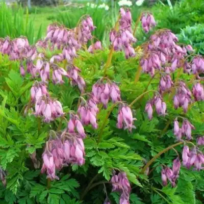 Дицентра изящная в Горках