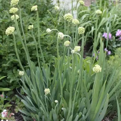 Лук слизун в Горках