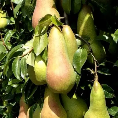 Груша КОНКОРД в Горках