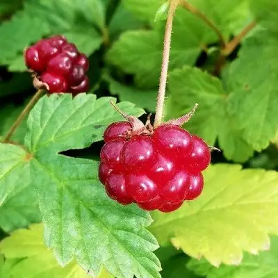 Княженика АННА в Горках