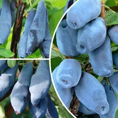 Комплект СИЯНИЕ ГЛАЗ в Горках