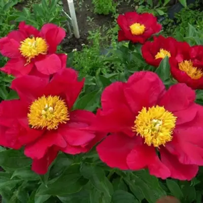 Пион АМЕРИКА травянистый в Горках