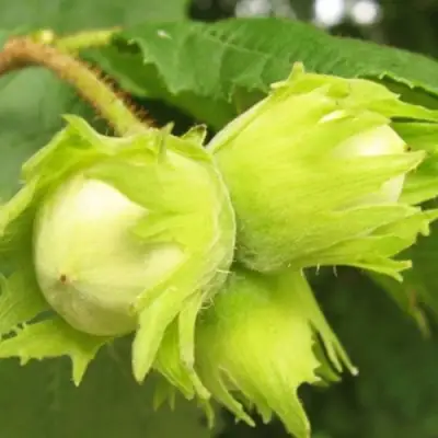 Фундук КАТАЛОНСКИЙ в Горках