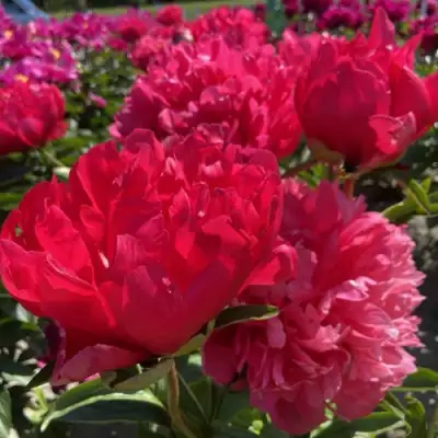 Пион БЕЛГРАВИЯ травянистый в Горках