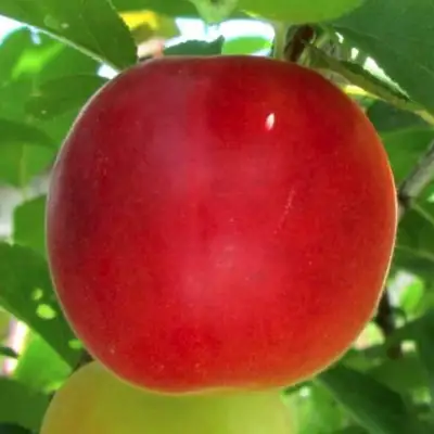 Плумкот БИРИКОККОЛО БОЛОГНЕС в Горках