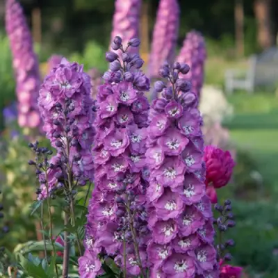 Дельфиниум ДЕЛЬФИС ПИНК ПАУЭ высокий в Горках