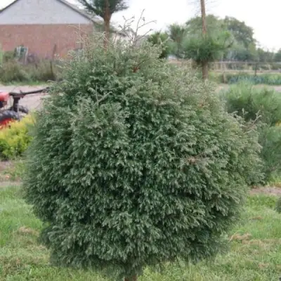Туя вересковидная в Горках