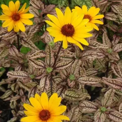 Гелиопсис САММЕР ПИНК в Горках