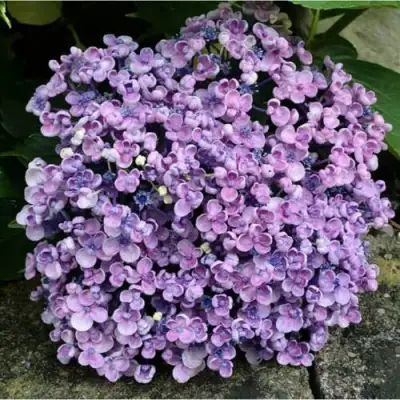 Гортензия АИША крупнолистная  в Горках