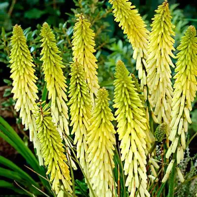 Книфофия ЛИТТЛ МЕЙД гибридная в Горках