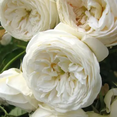 Роза АРТЕМИС шраб в Горках