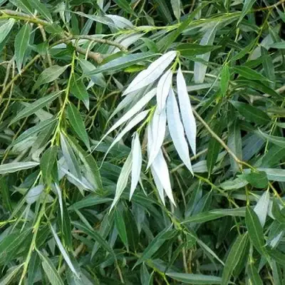 Ива ломкая  в Горках