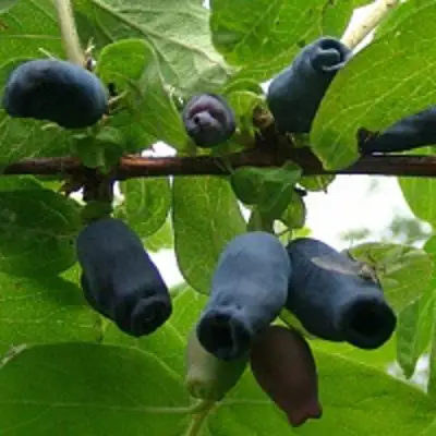 Жимолость съедобная НАРЫМСКАЯ в Горках