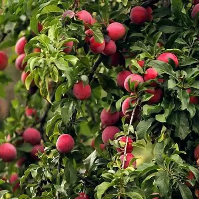 Слива КЛЕОПАТРА в Горках