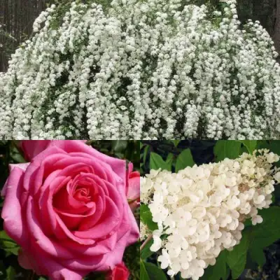 Комплект ВЕЧНАЯ КЛАССИКА в Горках