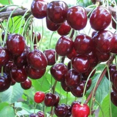 Черешня ОВСТУЖЕНКА в Горках