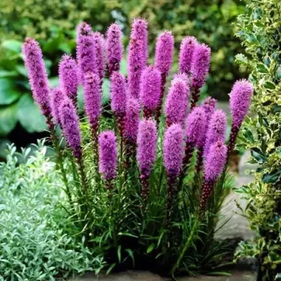 Лиатрис РОЗЕА колосковая в Горках