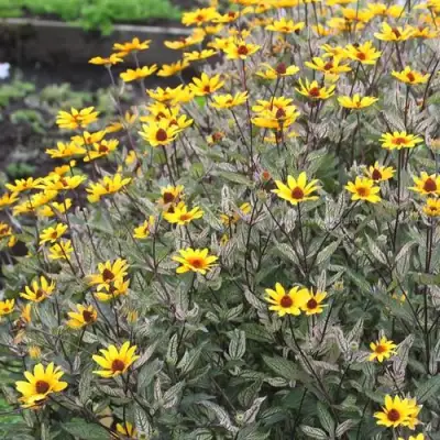 Гелиопсис САММЕР ПИНК в Горках