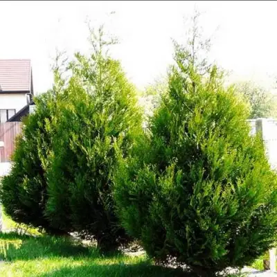 Туя АТРОВИРЕНС складчатая в Горках