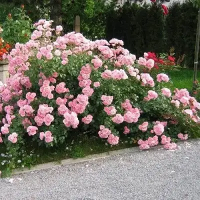 Роза БОНИКА флорибунда в Горках