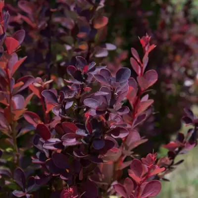 Барбарис ХЕЛМОНД ПИЛЛАР тунберга в Горках