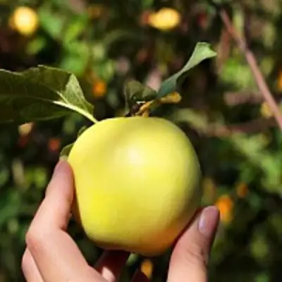 Яблоня РОССИЯНКА в Горках