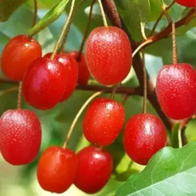 Гуми ТАИСА (ЛОХ МНОГОЦВЕТКОВЫЙ) в Горках