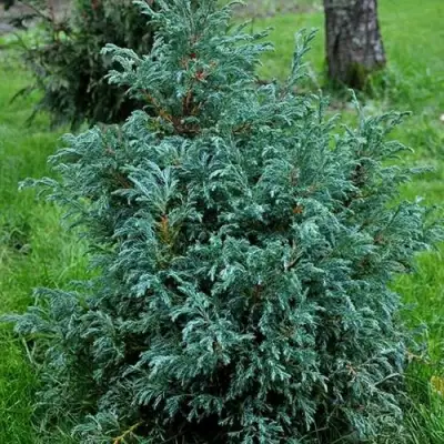 Кипарисовик БЕБИ БЛЮ горохоплодный в Горках