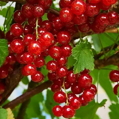 Смородина красная НАТАЛИ в Горках