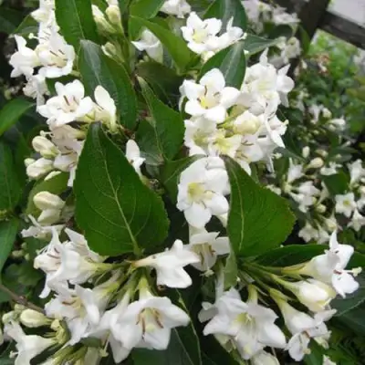 Вейгела БРИСТОЛЬСКАЯ СНЕЖИНКА в Горках