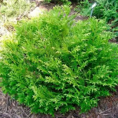 Туевик НАНА долотовидный  в Горках