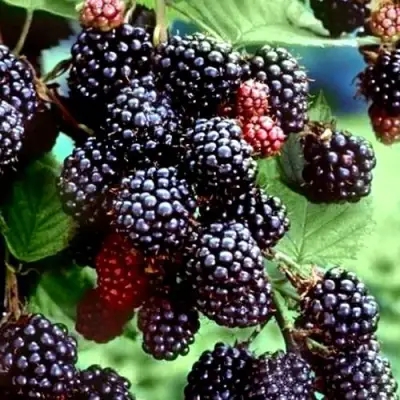 Ежевика ЭВЕРГРИН бесшипная  в Горках