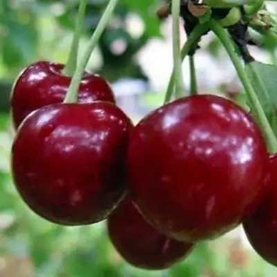 Вишня ГРИОТ БЕЛОРУССКИЙ в Горках