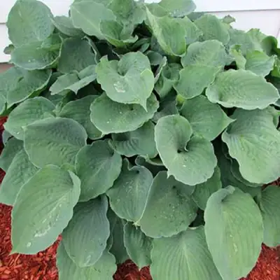 Хоста МУНЛАЙТ СОНАТА гибридная в Горках